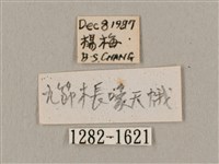 九節木長喙天蛾藏品圖，第3張