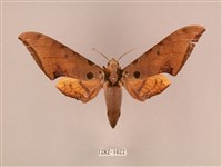 裂斑鷹翅天蛾藏品圖，第1張