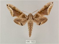 白點天蛾 藏品圖，第1張