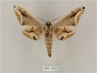 白點天蛾 藏品圖，第2張