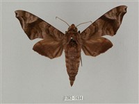 半緣缺角天蛾藏品圖，第1張