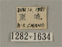 半緣缺角天蛾藏品圖，第3張