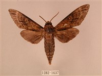 白星天蛾藏品圖，第1張