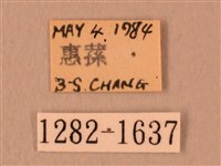 白星天蛾藏品圖，第3張