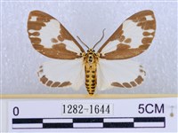 後凸蝶燈蛾藏品圖，第1張