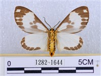 後凸蝶燈蛾藏品圖，第2張