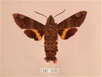 波斑長喙天蛾藏品圖，第1張