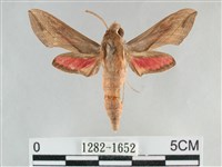 後紅斜線天蛾藏品圖，第1張