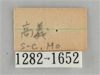 後紅斜線天蛾藏品圖，第3張