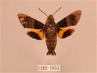 灰紋長喙天蛾藏品圖，第1張