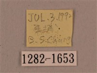 灰紋長喙天蛾藏品圖，第3張