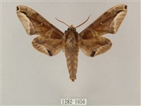 白點天蛾 藏品圖，第1張