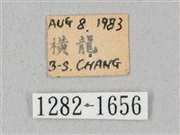 白點天蛾 藏品圖，第3張