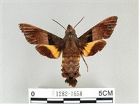 基黑長喙天蛾藏品圖，第1張