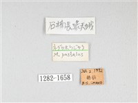 基黑長喙天蛾藏品圖，第3張