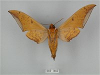 圓斑鷹翅天蛾藏品圖，第2張