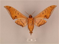 裂斑鷹翅天蛾藏品圖，第2張