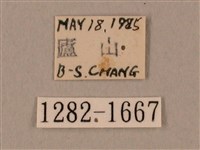 裂斑鷹翅天蛾藏品圖，第3張