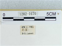 粉蝶燈蛾藏品圖，第3張
