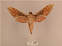 背線天蛾藏品圖，第2張