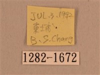 背線天蛾藏品圖，第3張