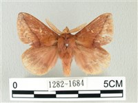 褐斜帶枯葉蛾藏品圖，第1張