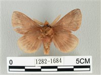 褐斜帶枯葉蛾藏品圖，第2張
