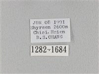 褐斜帶枯葉蛾藏品圖，第3張