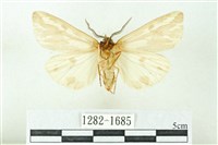 赭新污燈蛾藏品圖，第2張