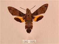 叉帶長喙天蛾藏品圖，第1張