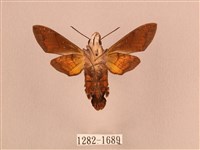 叉帶長喙天蛾藏品圖，第2張