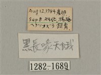 叉帶長喙天蛾藏品圖，第3張