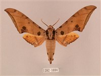 裂斑鷹翅天蛾藏品圖，第1張