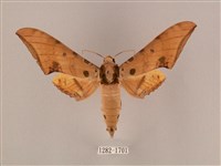 裂斑鷹翅天蛾藏品圖，第1張