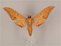 裂斑鷹翅天蛾藏品圖，第2張