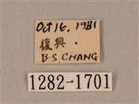 裂斑鷹翅天蛾藏品圖，第3張