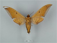 圓斑鷹翅天蛾藏品圖，第2張