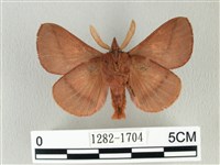 棕斜帶枯葉蛾藏品圖，第2張