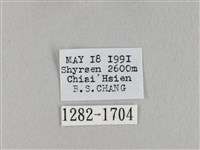 棕斜帶枯葉蛾藏品圖，第3張