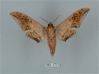 廣東鷹翅天蛾藏品圖，第2張
