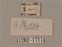廣東鷹翅天蛾藏品圖，第3張