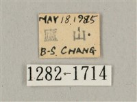 波斑長喙天蛾藏品圖，第3張