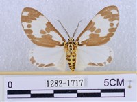 後凸蝶燈蛾藏品圖，第1張