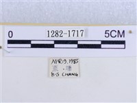 後凸蝶燈蛾藏品圖，第3張