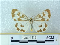 粉蝶燈蛾藏品圖，第1張