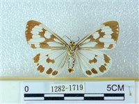 粉蝶燈蛾藏品圖，第2張