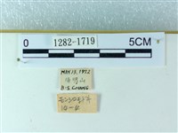 粉蝶燈蛾藏品圖，第3張