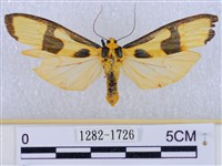 閃光苔蛾藏品圖，第1張