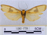 閃光苔蛾藏品圖，第2張