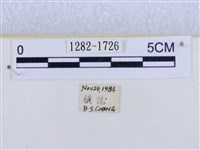 閃光苔蛾藏品圖，第3張